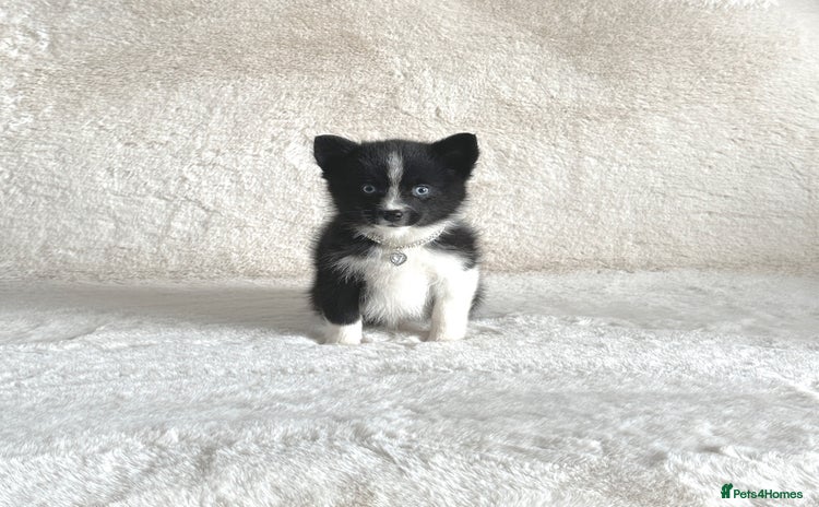 Pomsky dogs - Advert 2