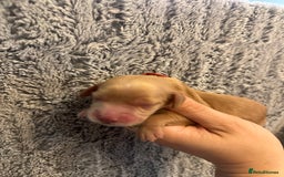 Cockapoo dogs for sale: 🐾 F1 Top Class 🐾  - Image 13