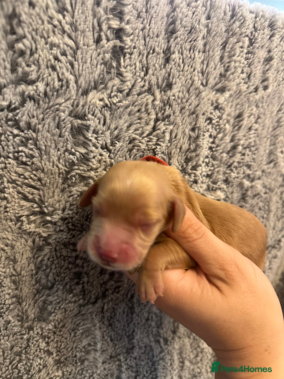 Cockapoo dogs for sale: 🐾 F1 Top Class 🐾  - Image 13