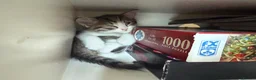 Mixed Breed cats for sale: Diddle  - Advert 4