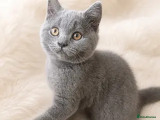 British Shorthair cats 🩵Outstanding Male🩵PEDIGREE🩵British shorthair - Advert 6