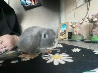 Mini Lop rabbits Ready to leave now - Advert 18