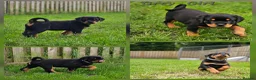 Rottweiler dogs for sale: Champion Bloodline German Rottweiler Puppies - Advert 21
