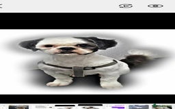 Shih Tzu dogs for sale: 3 Shih Tzu puppies left  - Image 5
