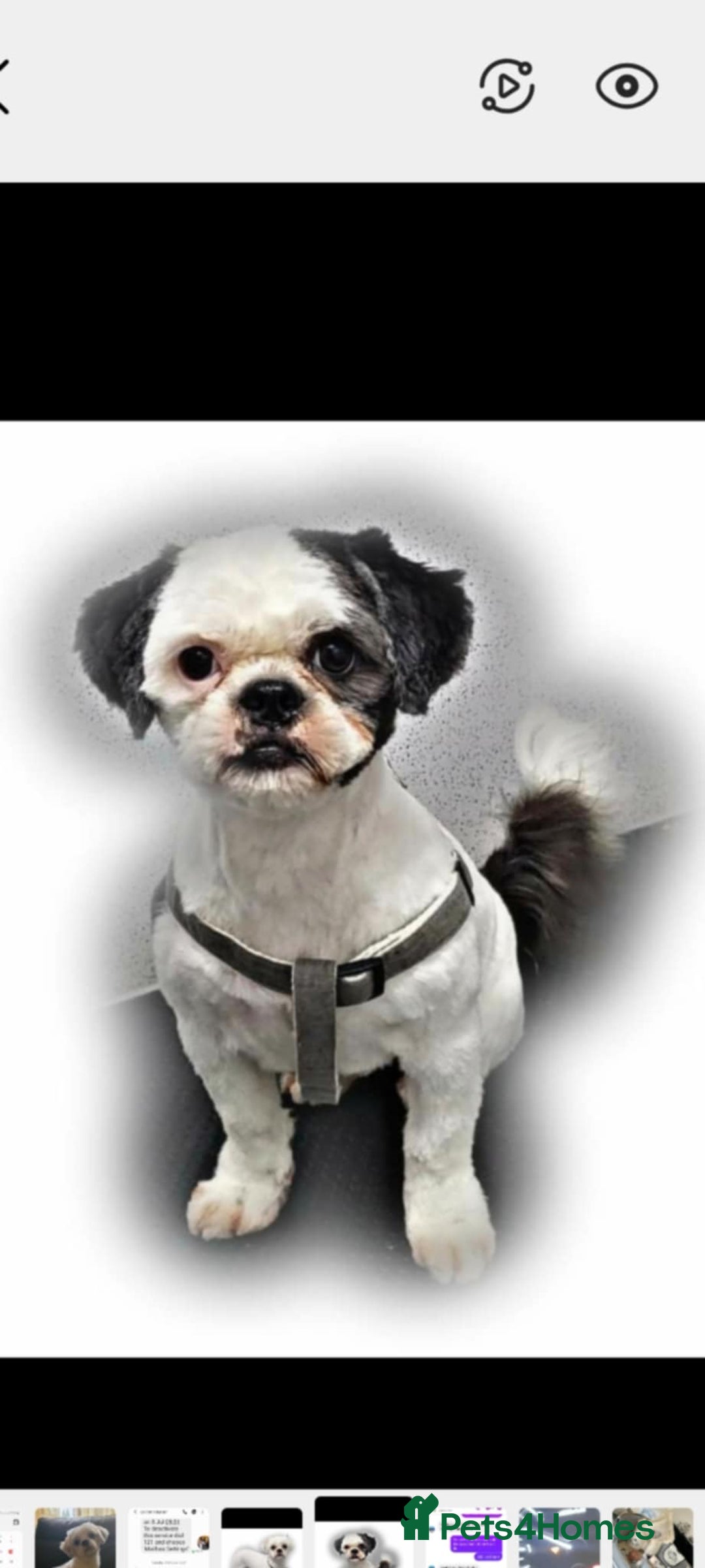 Shih Tzu dogs for sale: 3 Shih Tzu puppies left  - Image 5