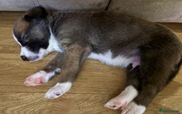 Mixed Breed dogs for sale: Lurcher x German Shepard puppies forsale - Image 15