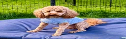 Toy Poodle dogs for adoption: 🐾 MILA – Female Toy Poodle 🐾 in West Malling - Advert 6