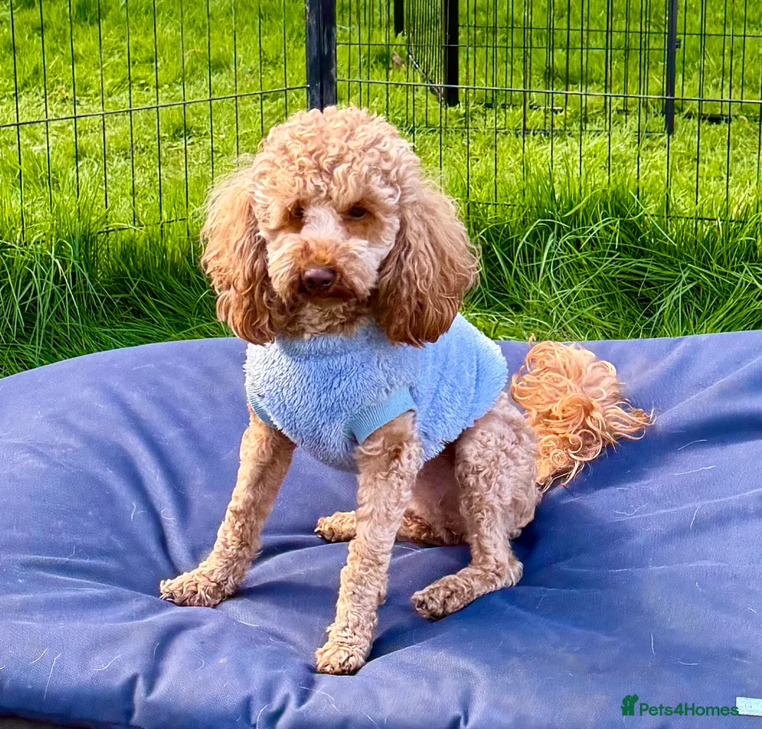 Toy Poodle dogs for adoption: 🐾 MILA – Female Toy Poodle 🐾 in West Malling - Advert 6