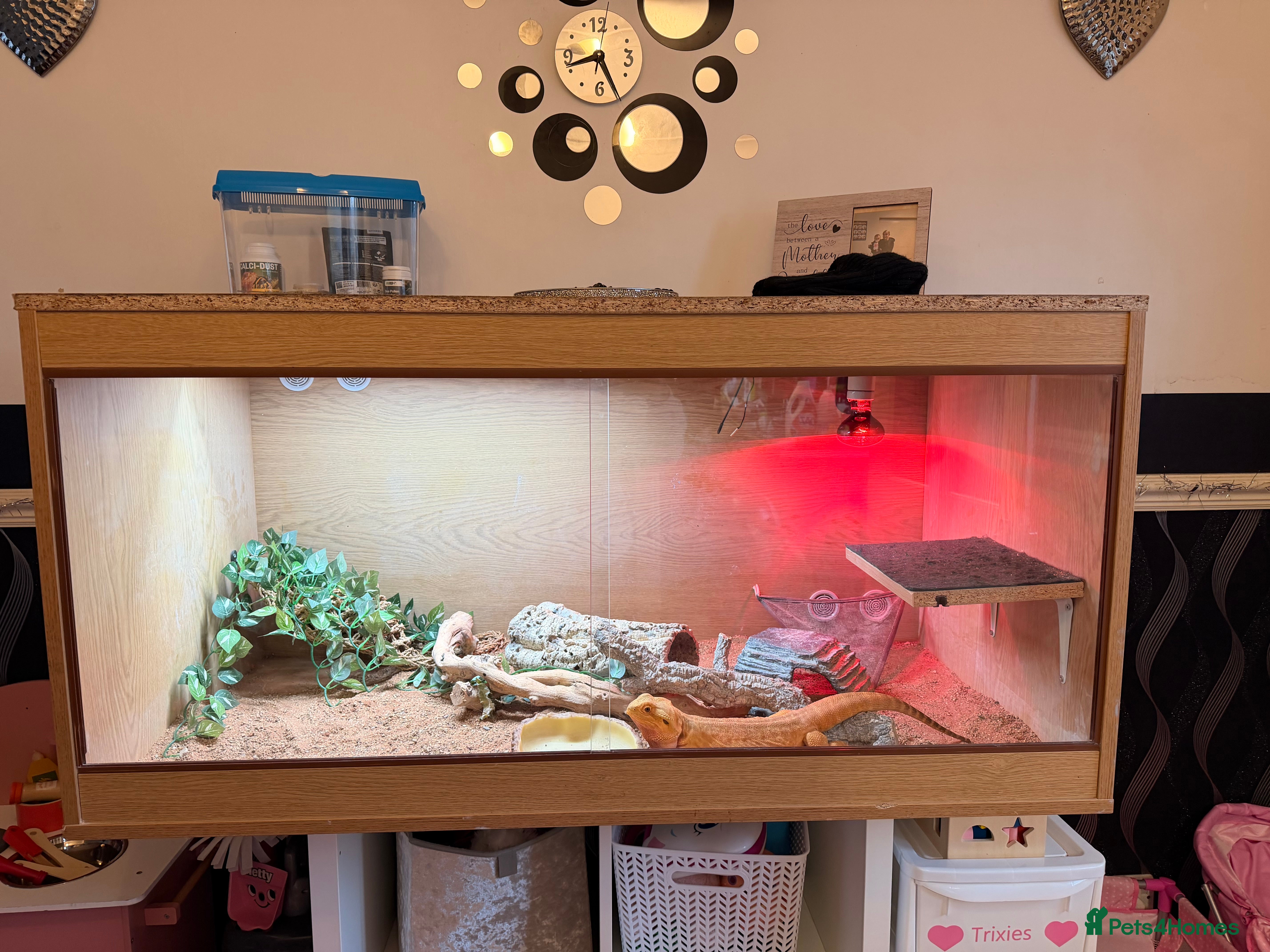 Bearded Dragon reptiles 5 year old male bearded dragon and full set up  in Oldham - Advert 1