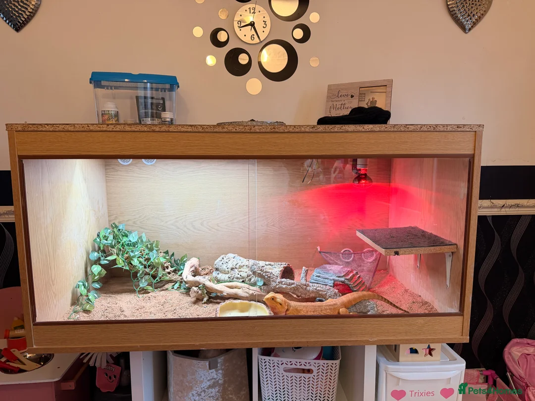 Bearded Dragon reptiles for sale: 5 year old male bearded dragon and full set up  in Oldham - Advert 1