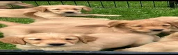 Golden Retriever dogs for sale: Outstanding Litter KC Reg Golden Retriever Puppies - Advert 16