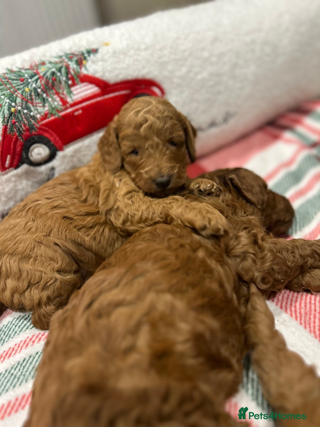 Miniature Poodle dogs for sale: 🐩Gorgeous deep red miniature poodles - Advert 3