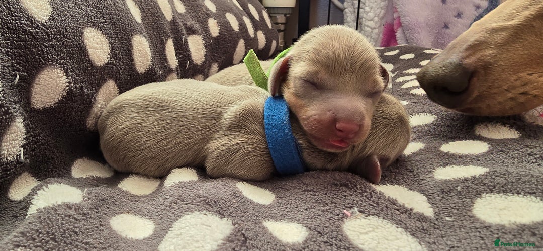 Miniature Dachshund dogs for sale: KC registered miniature Dachshund 🐶  - Advert 3