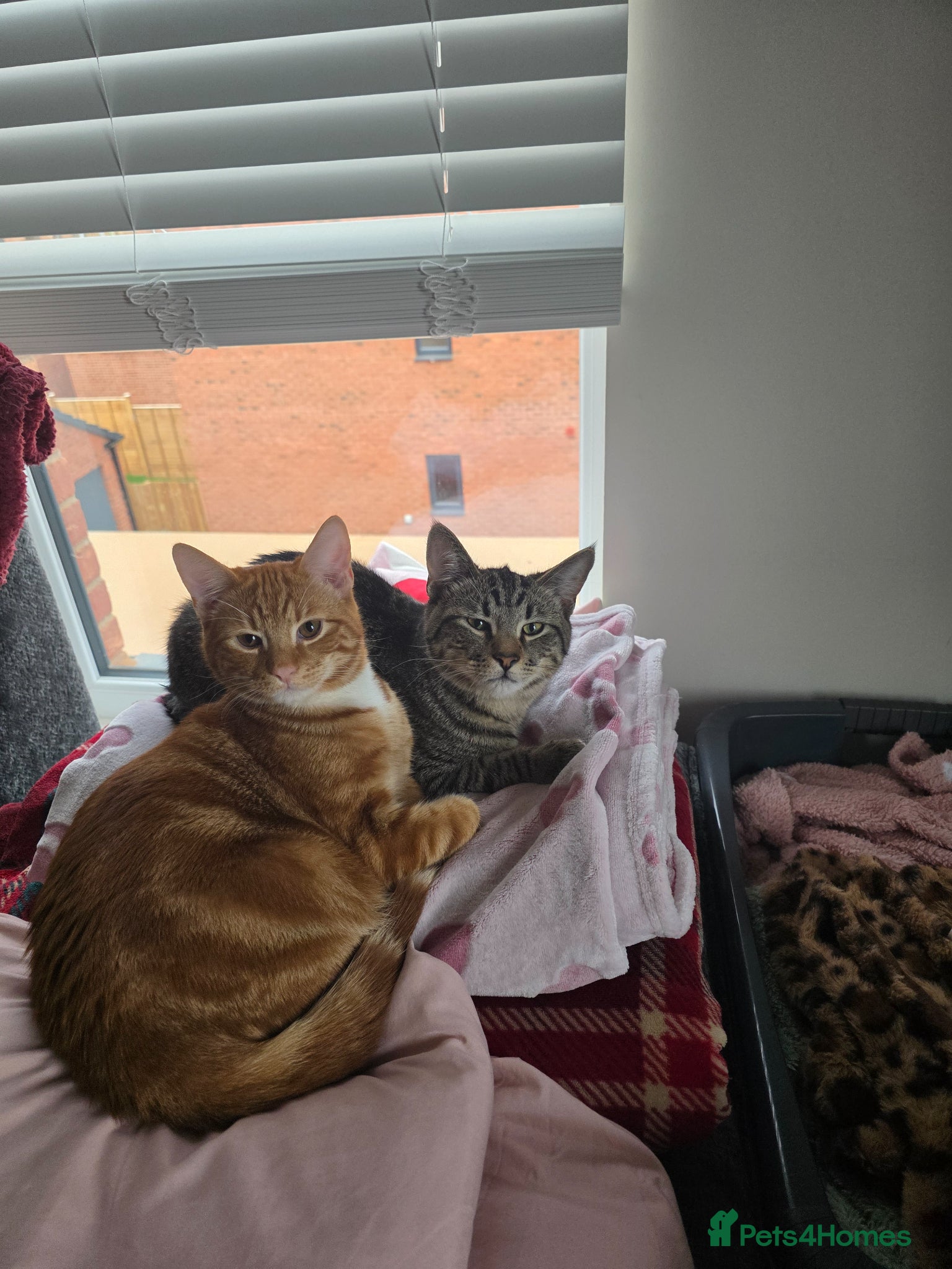 British Shorthair cats 2 6 month male kittens - Advert 1