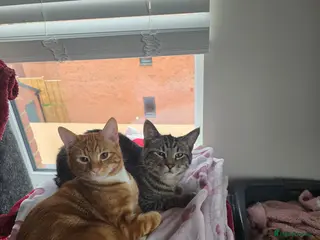 British Shorthair cats 2 6 month male kittens - Advert 1