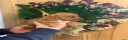 Mixed Breed dogs for sale: Adorable Norfolk Terrier × Jackdach Puppies - Advert 7
