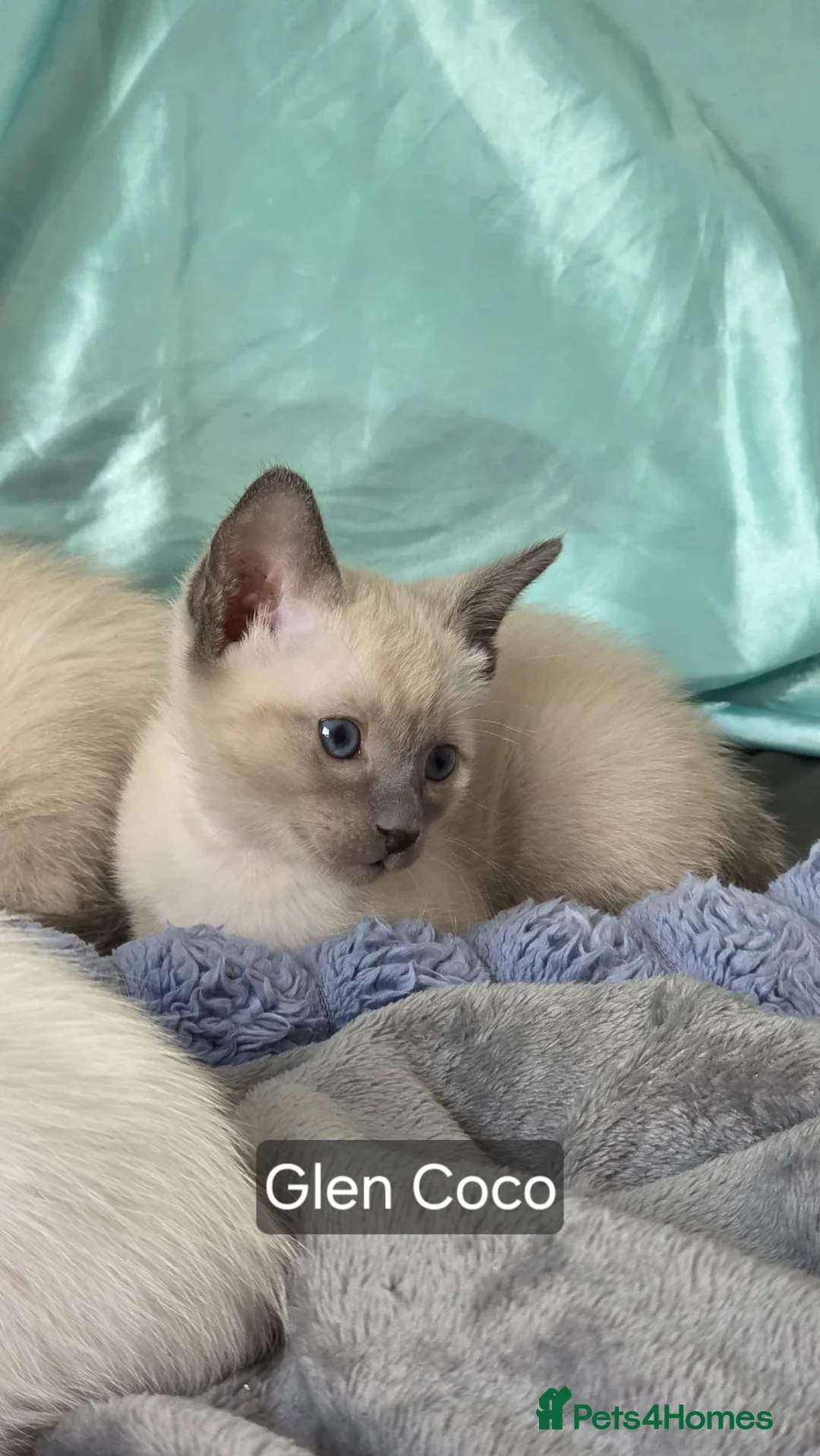 Siamese cats for sale:  Adorable Siamese Kittens –Mum and Dad can be seen - Advert 2