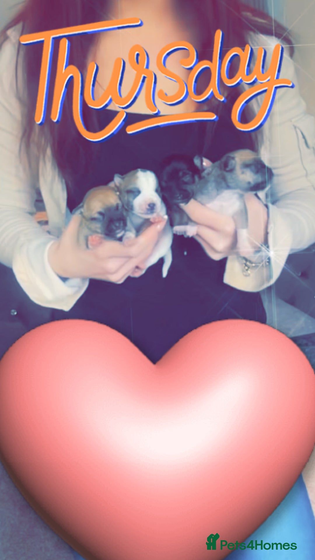 Mixed Breed dogs for sale: Chihuahua puppies  - Image 3