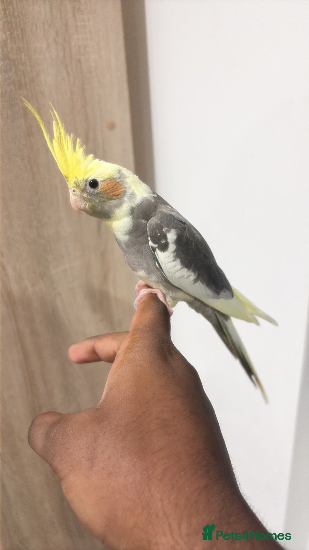 Cockatiels birds Hand Reared Yellow Pied Baby Cockatiel - Advert 2