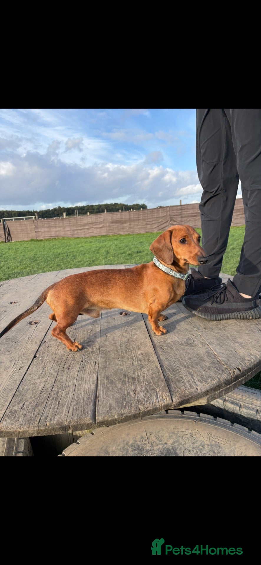 Miniature Dachshund dogs Male Mini dachshund stud - Advert 1