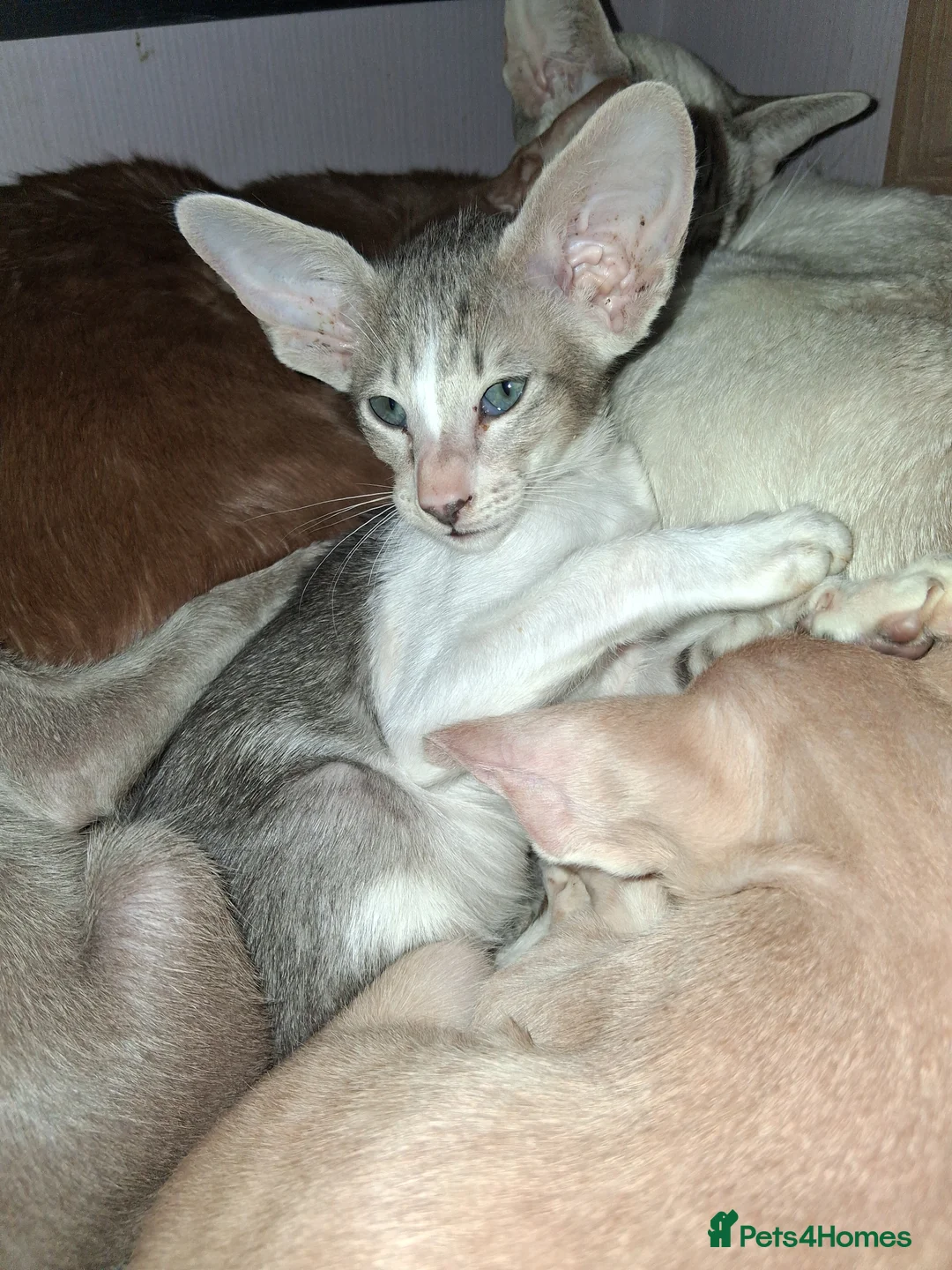 Oriental cats for sale: Stunning oriental girls ready 3.9.26 - Advert 8