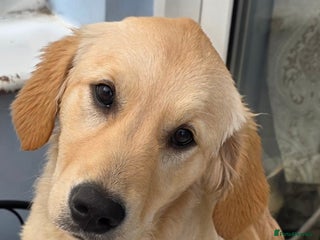 Golden Retriever dogs Golden Retriever girl - Advert 1