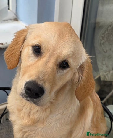 Golden Retriever dogs Golden Retriever girl - Advert 1