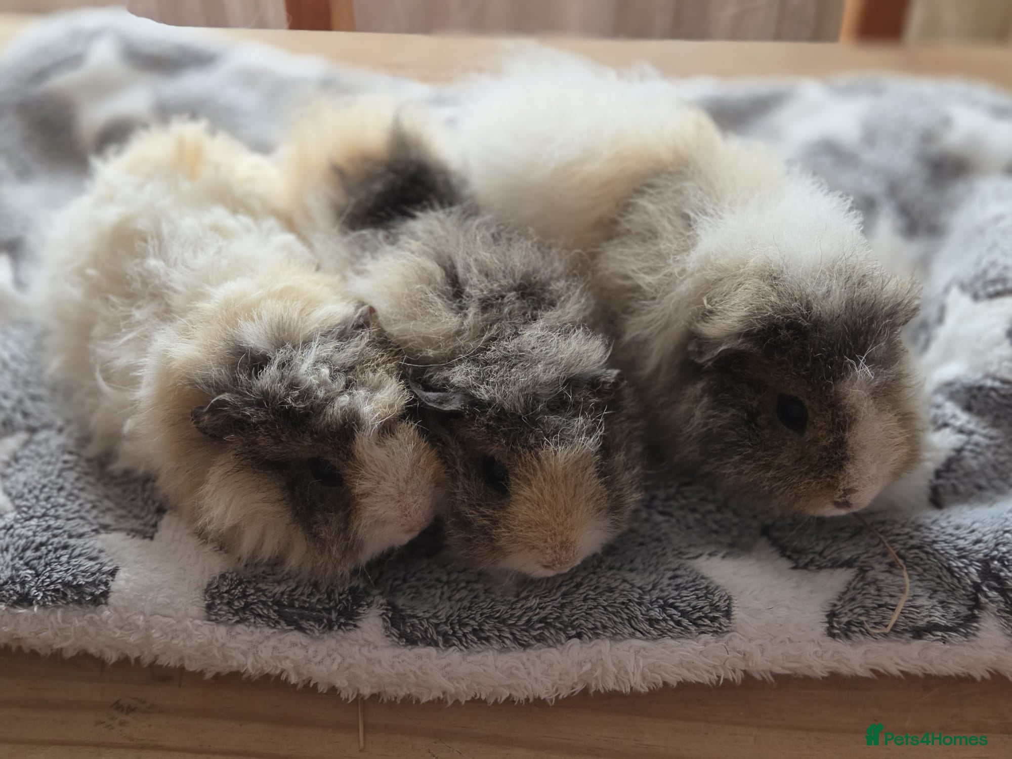 Guinea Pig rodents 3 Male Babies   🐖 - Advert 17