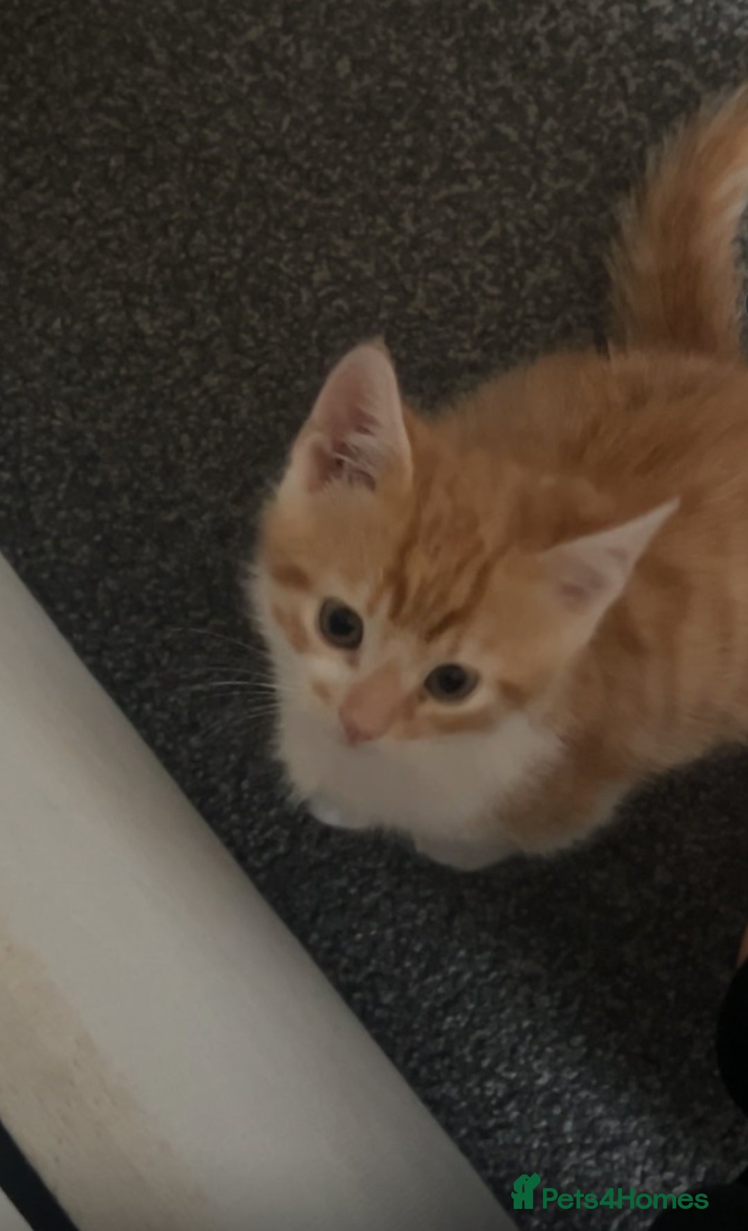 Mixed Breed cats for sale: Playful 9-Week-Old Ginger Boy Fendi Seeking Home - Advert 3