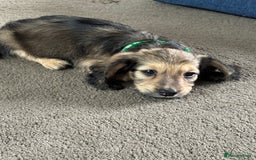 Miniature Dachshund dogs for sale: REDUCED!! Only one long hair miniature girl left!  in Sudbury - Image 35
