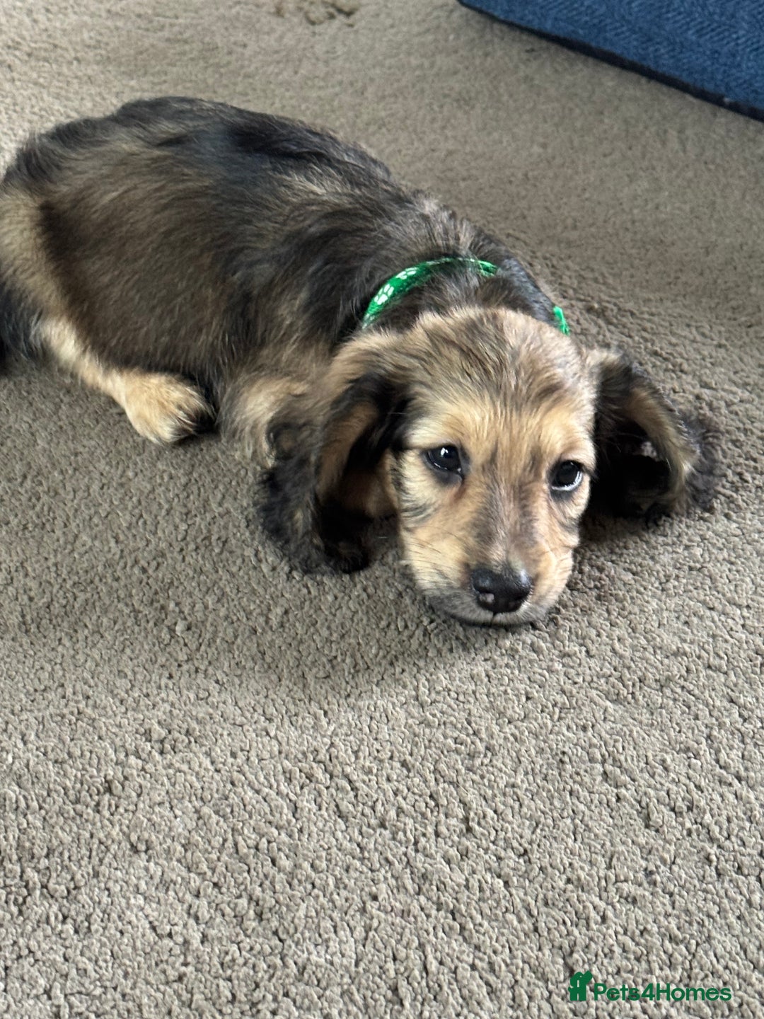 Miniature Dachshund dogs for sale: REDUCED!! Only one long hair miniature girl left!  in Sudbury - Image 35