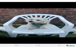 Maltipoo dogs for sale: Beautiful 1 yr old male - Image 2
