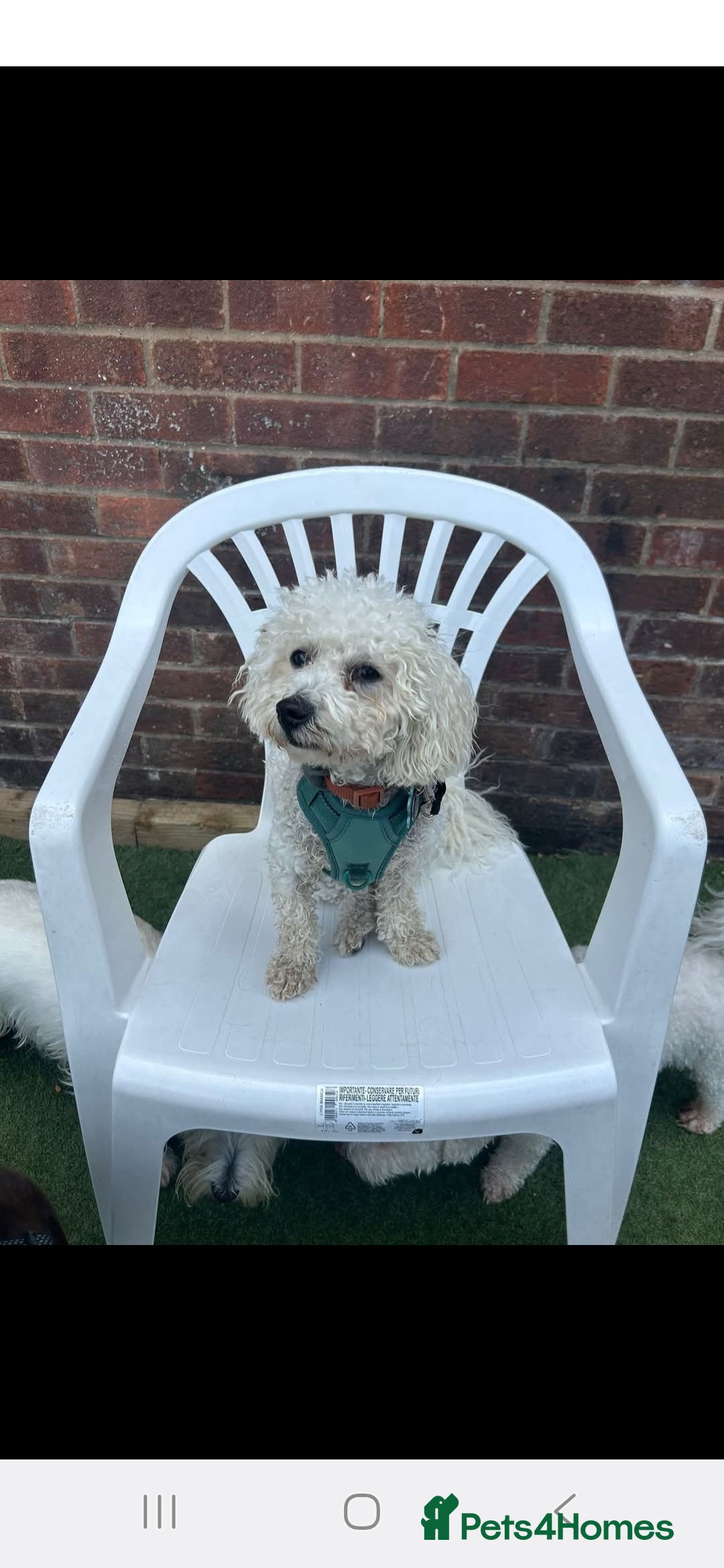 Maltipoo dogs for sale: Beautiful 1 yr old male - Image 2