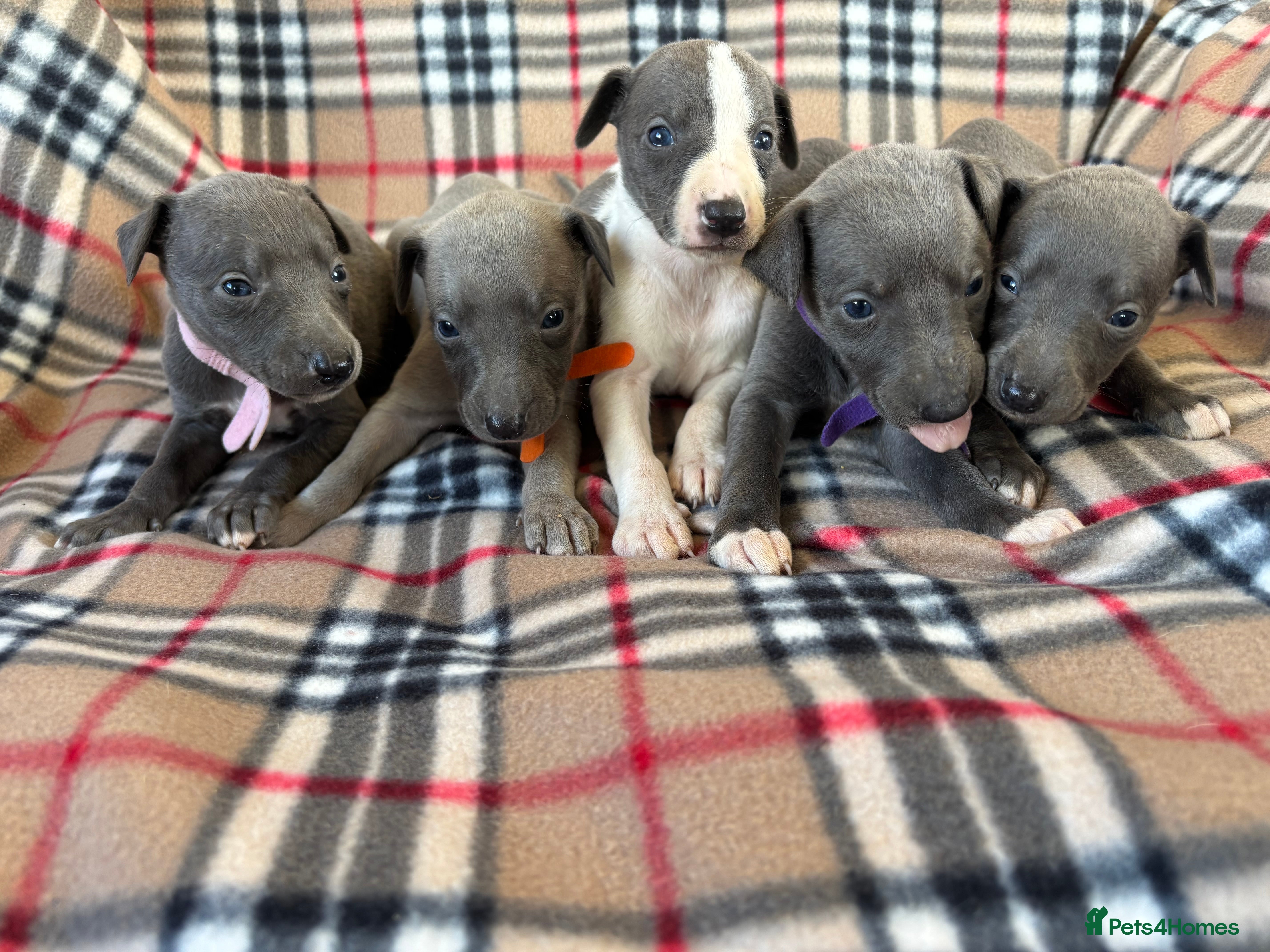Whippet dogs Stunning KC registered whippet puppies - Advert 5