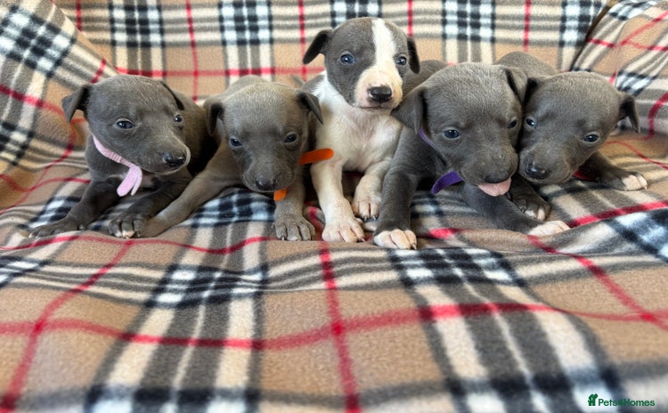 Whippet dogs - Advert 1