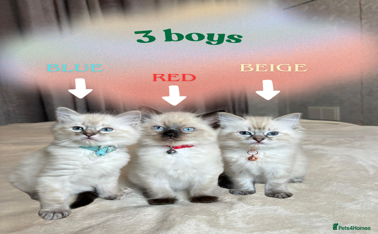 Ragdoll cats - Advert 14