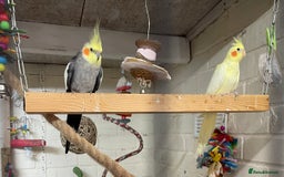 Cockatiels birds for sale: Beautiful pair of cockatiels, male is tame - Image 5