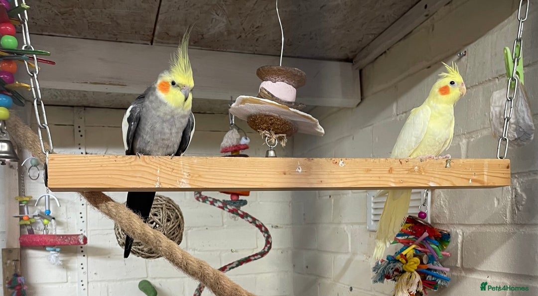 Cockatiels birds for sale: Beautiful pair of cockatiels, male is tame - Image 5