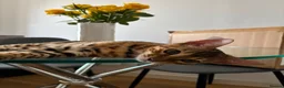 Bengal cats for sale: Male Bengal Kittens for sale - Advert 9