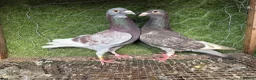 Pigeons birds for sale: Any Pair £65 - Healthy Breeding Pigeons - Advert 18