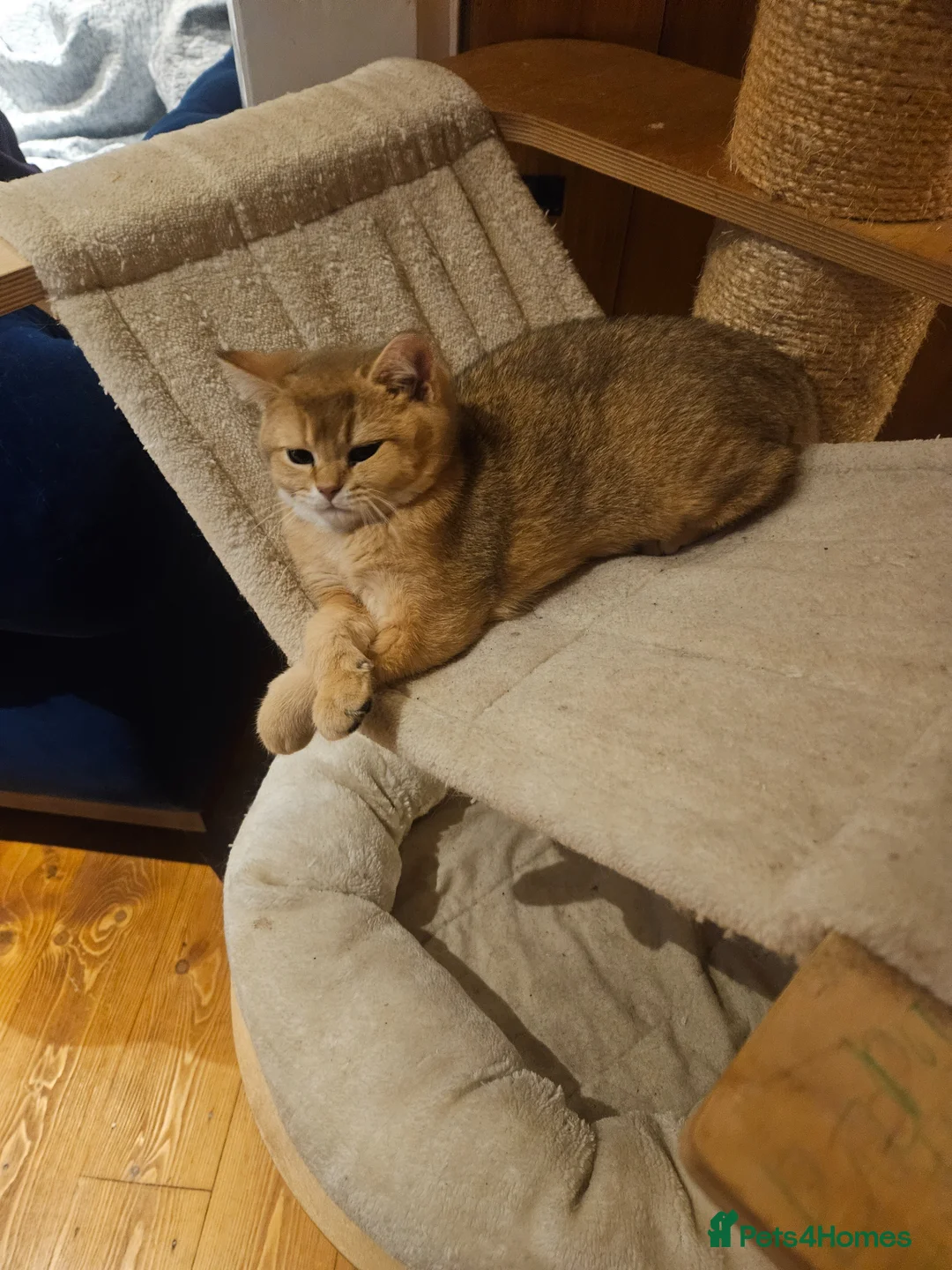 Scottish Fold cats for sale: Stunning Straight Queen - Advert 5