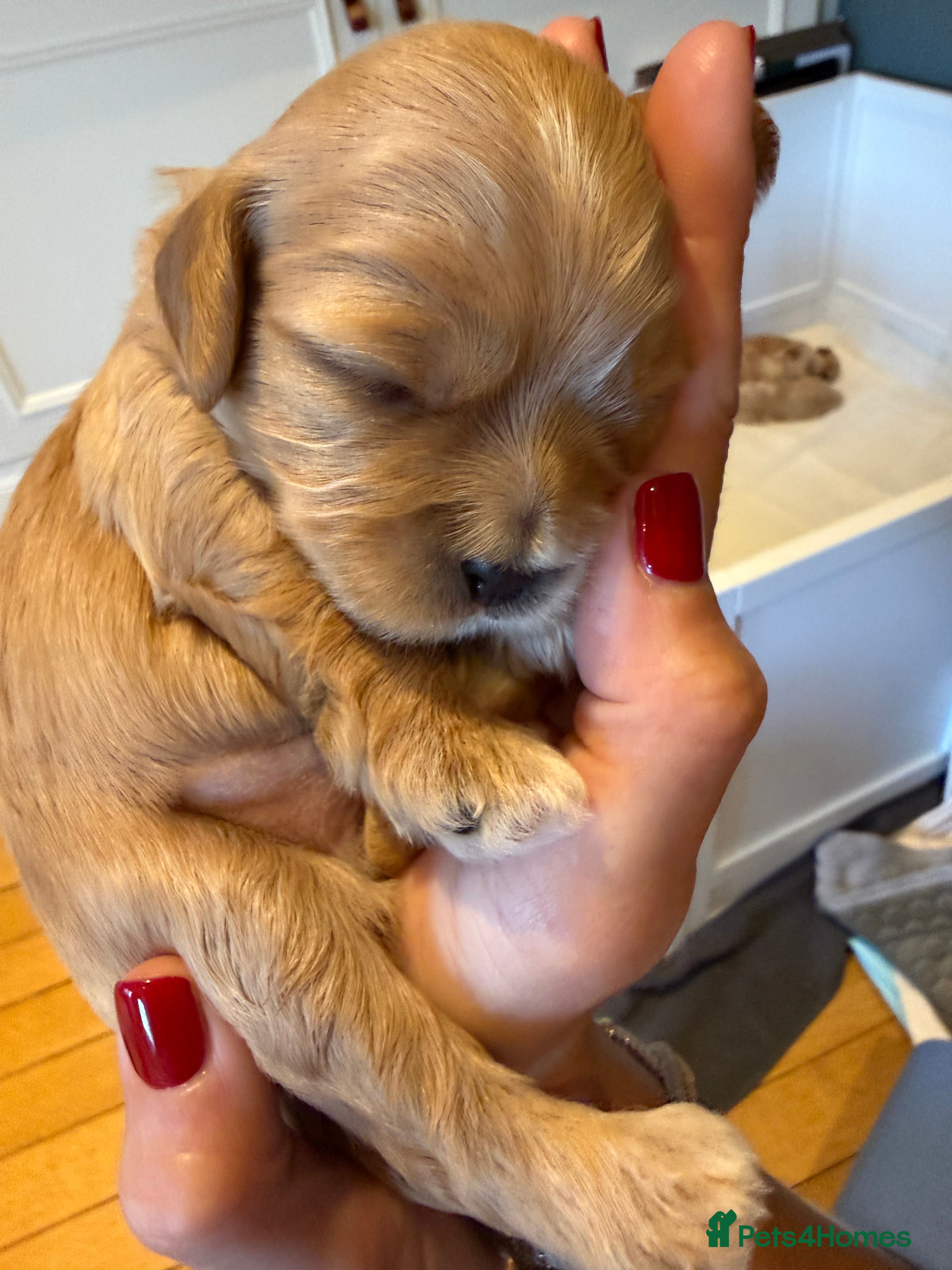 Mixed Breed dogs Beautiful Cavattoodles – Family Raised Puppies - Advert 2