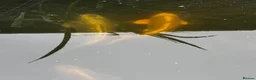 Koi Carp fish for sale: Koi carp  in Middlesbrough - Advert 5