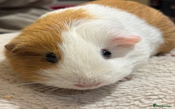 Guinea Pig rodents for sale: 2 bonded girls Free to a good home  - Image 3