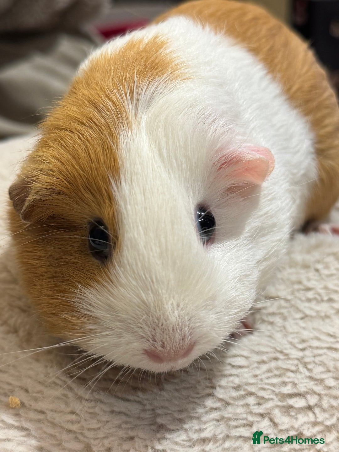 Guinea Pig rodents for sale: 2 bonded girls Free to a good home  - Image 3