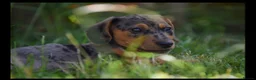 Jackshund dogs for sale: Beautiful family dogs in Bridgwater - Advert 11