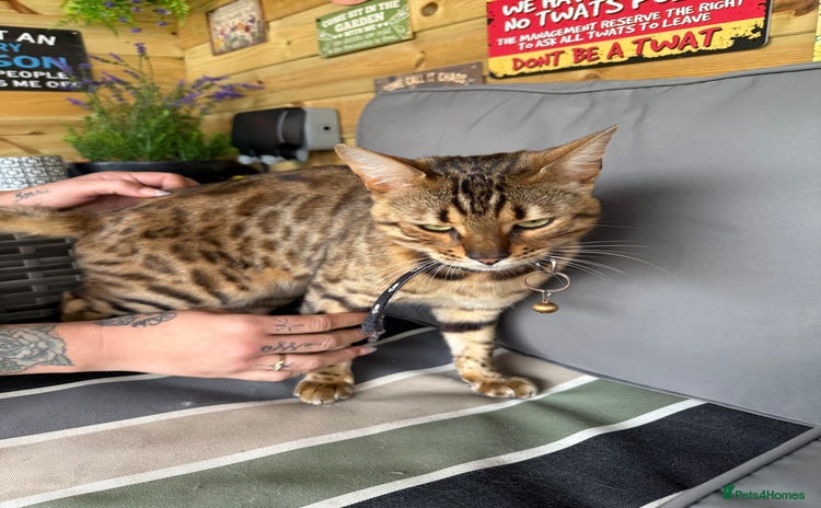 Bengal cats - Advert 1