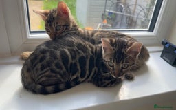 Bengal cats for sale: Pure bred bengal kittens - Image 21