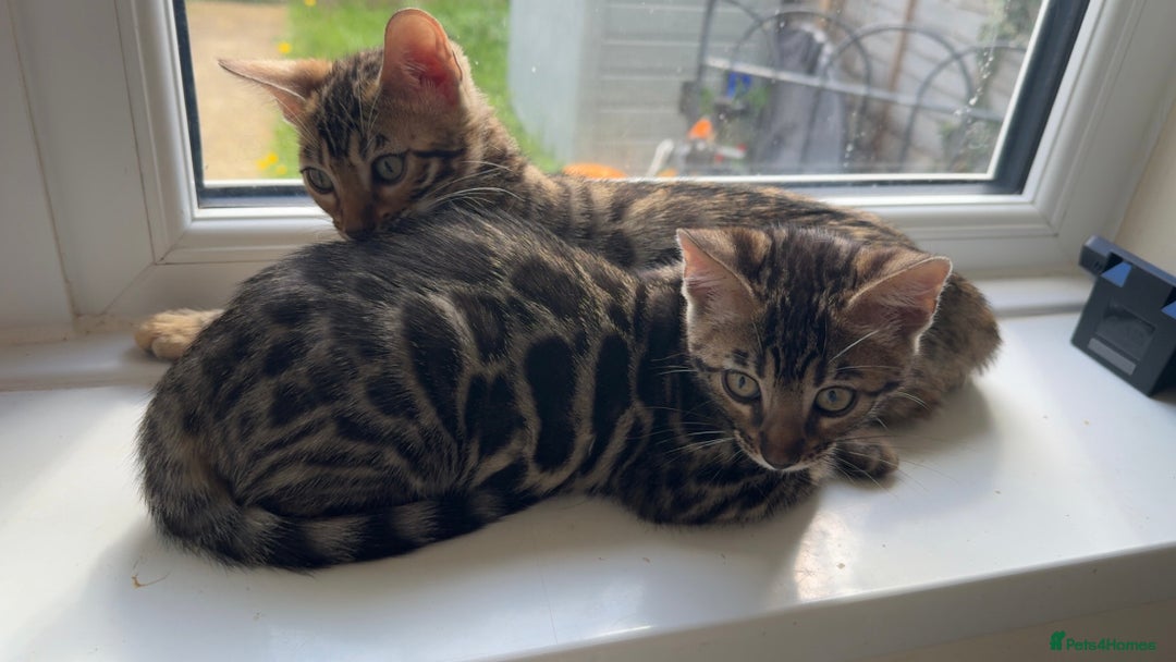 Bengal cats for sale: Pure bred bengal kittens - Image 21