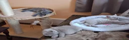 British Shorthair cats for sale: British B.S.H. 3 boys for sale - Advert 37